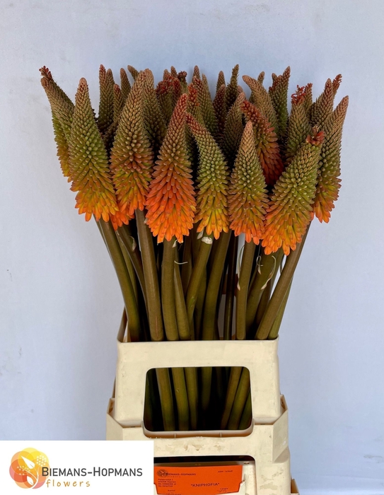 <h4>Kniphofia Alcazar Biemans</h4>