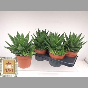 ALOE PERFOLIATA