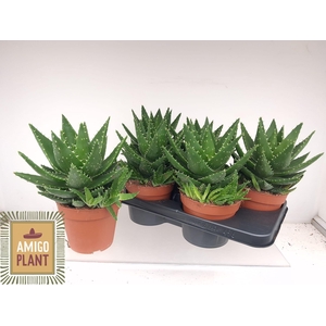 ALOE PERFOLIATA