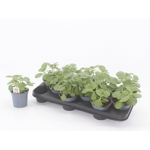 Plectranthus caninus 'Verpiss Dich'