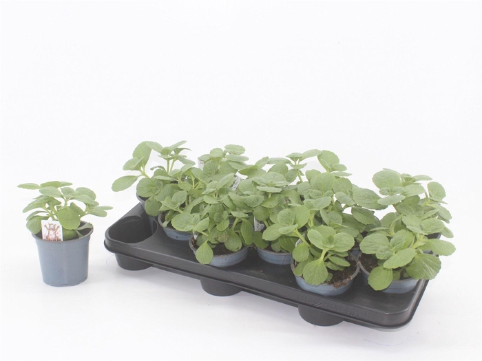 <h4>Plectranthus caninus 'Verpiss Dich'</h4>