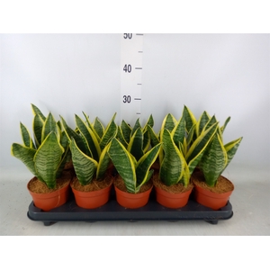 Sansevieria trifa. 'Futura Superba'