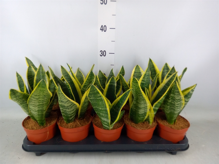 <h4>Sansevieria trifa. 'Futura Superba'</h4>