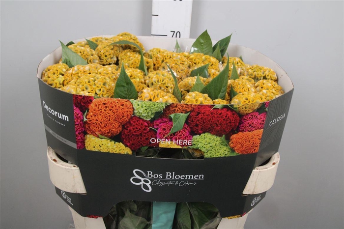 <h4>Cel C Act Inca</h4>