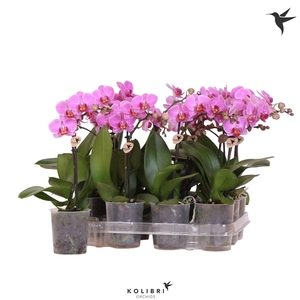 Kolibri Orchids Phalaenopsis Violet 1 spike