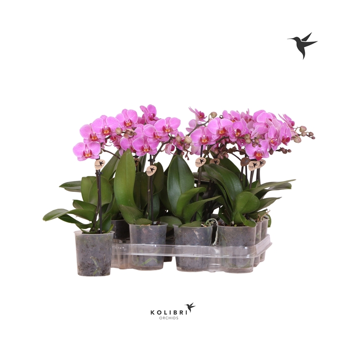 <h4>Kolibri Orchids Phalaenopsis Violet 1 spike</h4>