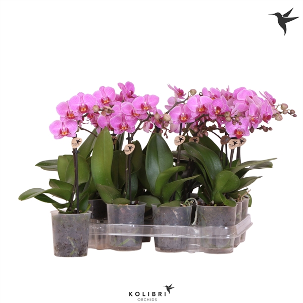 <h4>Kolibri Orchids Phalaenopsis Violet 1 spike</h4>