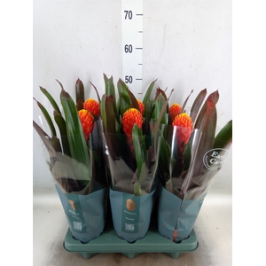 Guzmania  'Tala'