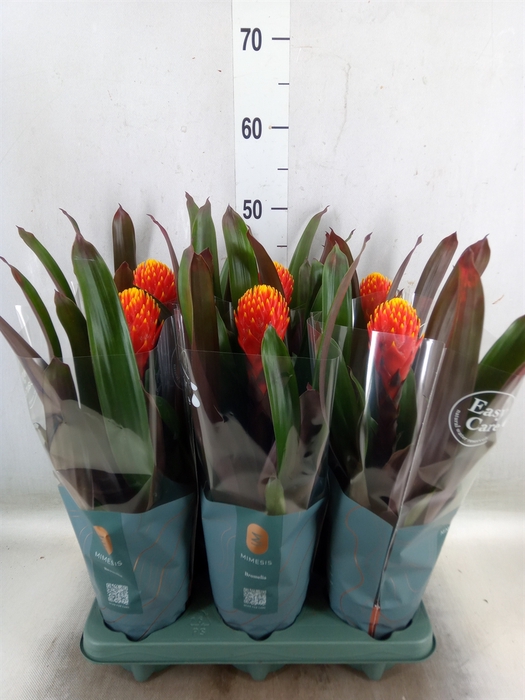 <h4>Guzmania  'Tala'</h4>