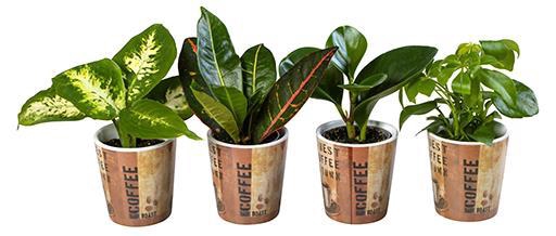 <h4>L 66283 Green Mix P6</h4>