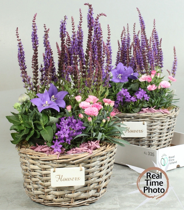 <h4>ARR TUINPLANTEN H%</h4>