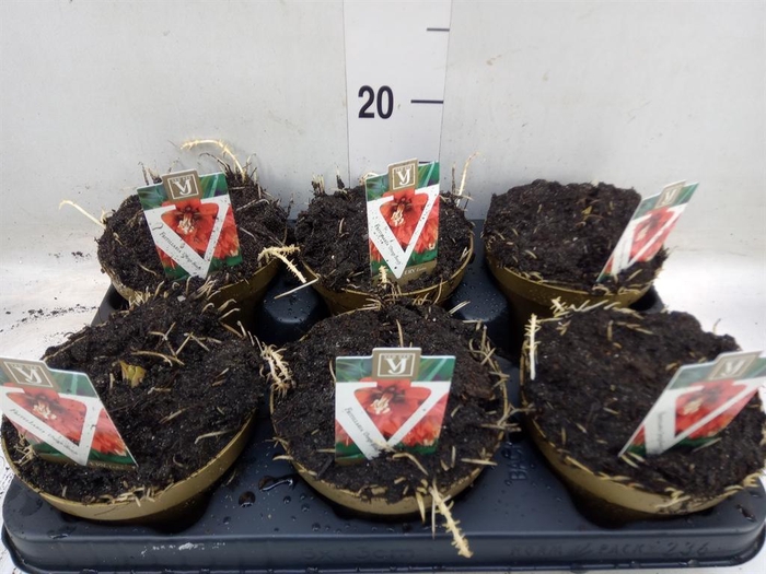 <h4>Fritillaria imper. 'Aurora'</h4>