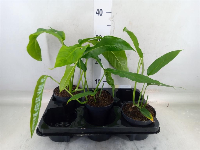 <h4>Monstera   ...</h4>