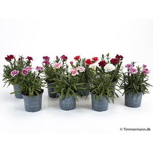 DIANTHUS CARYOPHYLLUS p 11 mix