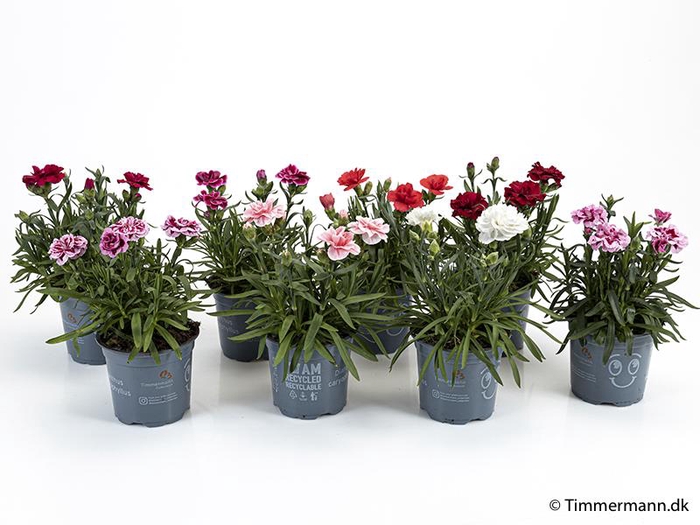 <h4>DIANTHUS CARYOPHYLLUS P11 MIX</h4>