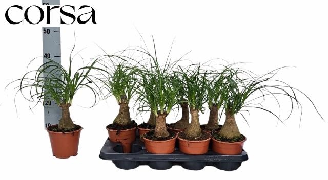 <h4>BEAUCARNEA RECUR</h4>