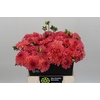 Dahlia DE 'Sebastian'