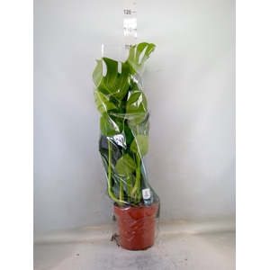 Monstera delic.