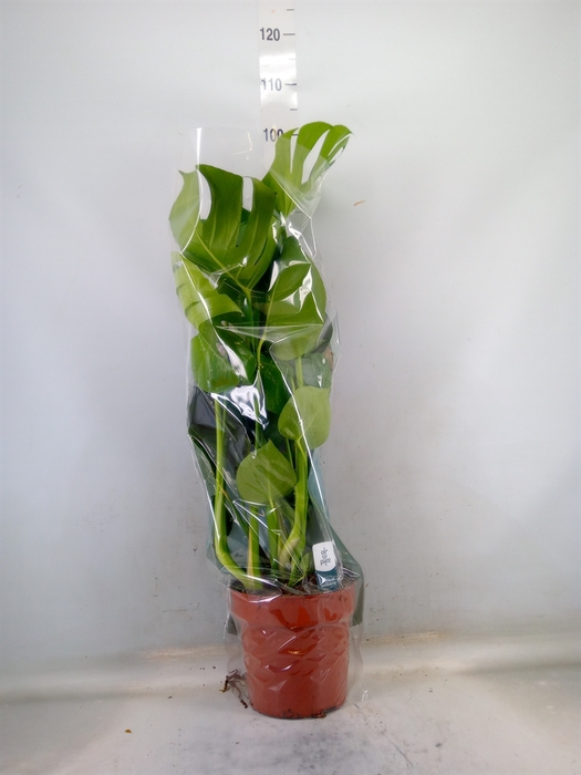 <h4>Monstera delic.</h4>