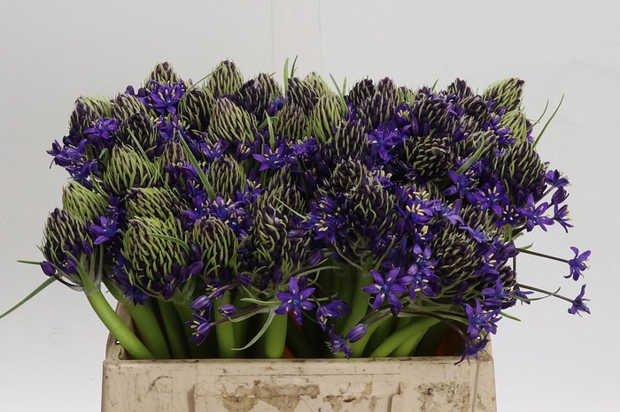 <h4>Scilla Peruviana</h4>