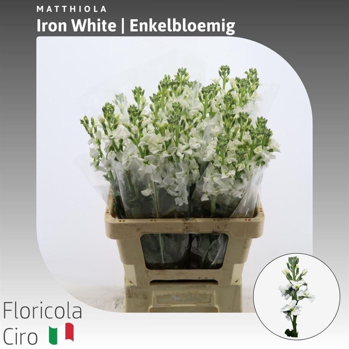 Matthiola Iron White Enkelbloemig