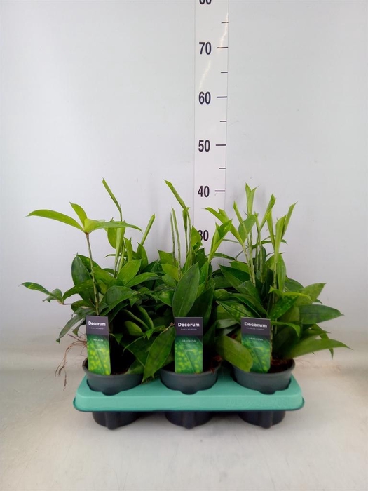 <h4>Dracaena surculosa</h4>