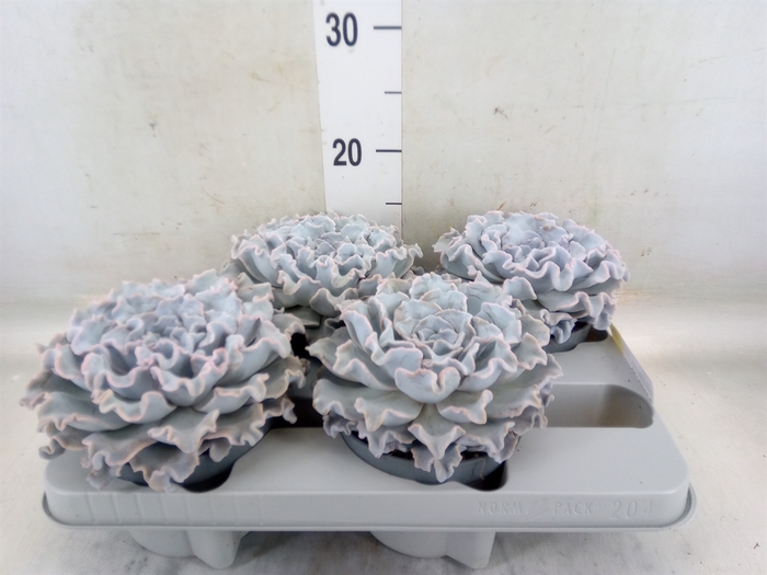 <h4>Echeveria   ...</h4>