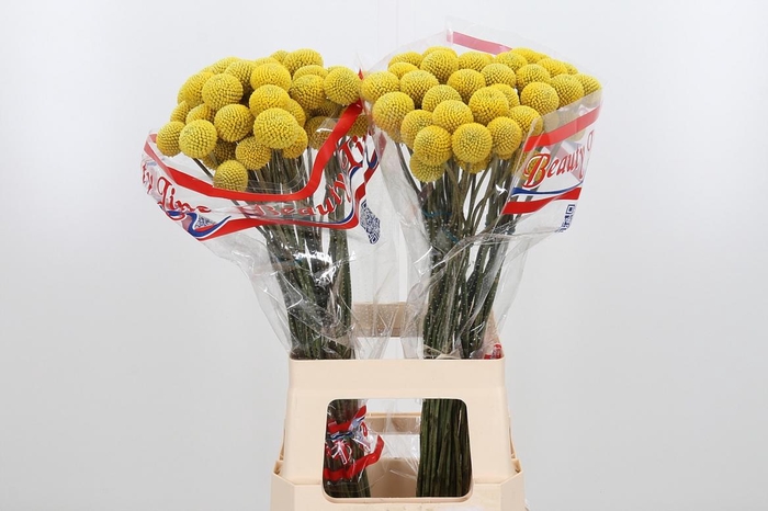 <h4>Craspedia Paint Pop</h4>