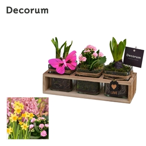 Calandiva & Narcis TriPlant GM HL25077