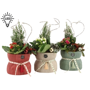 61569: X-Mas arrangement