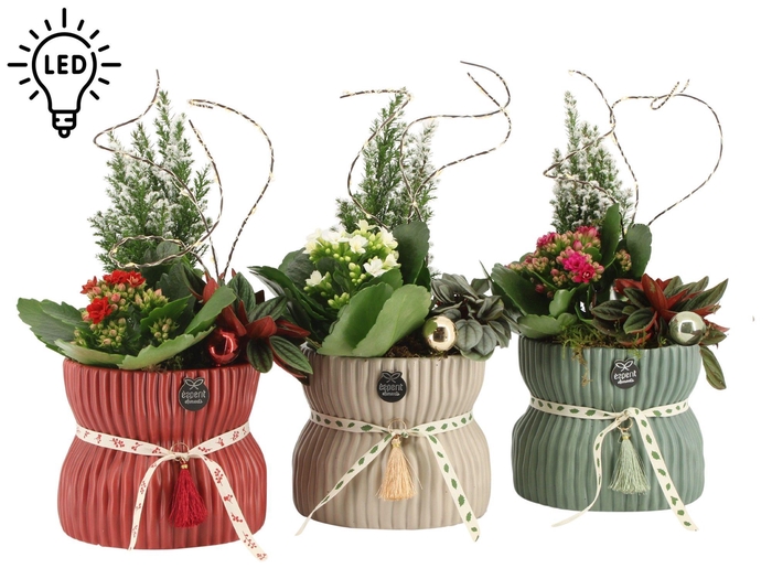 <h4>61569: X-Mas arrangement</h4>