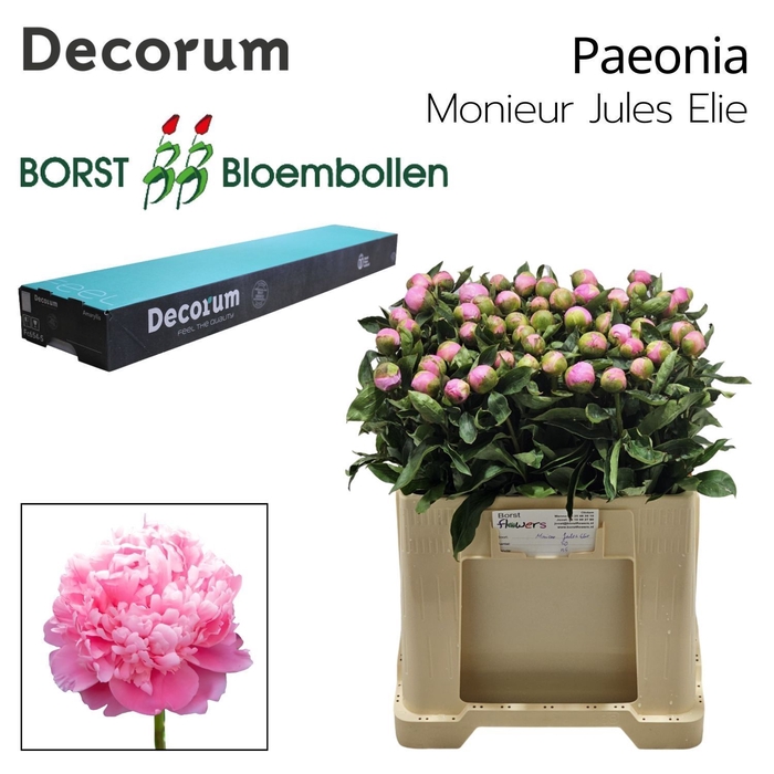 <h4>PAEONIA MONSIEUR JULES ELIE</h4>