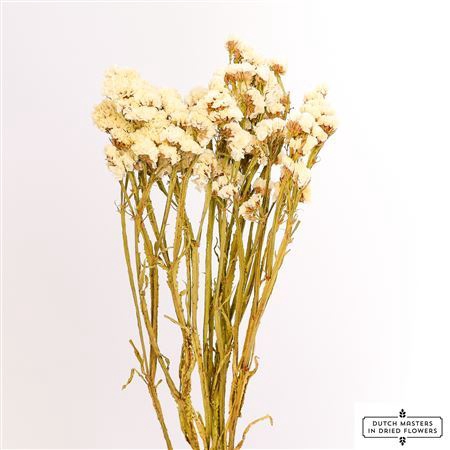 <h4>Dried Limonium Statice White Bunch</h4>