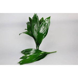 ASPIDISTRA 70CM G.T