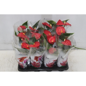 ANTHURIUM P06 VERMELHO