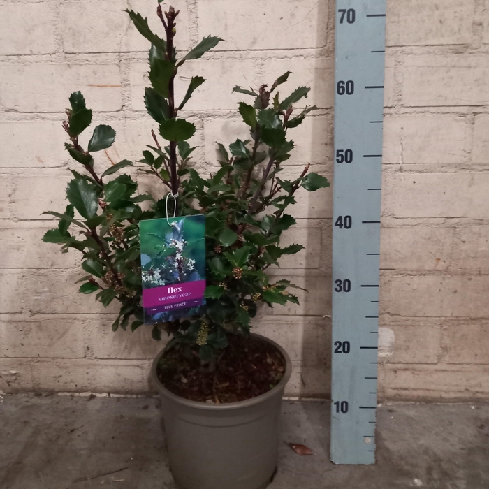 <h4>ILEX MES BLUE PRINC</h4>