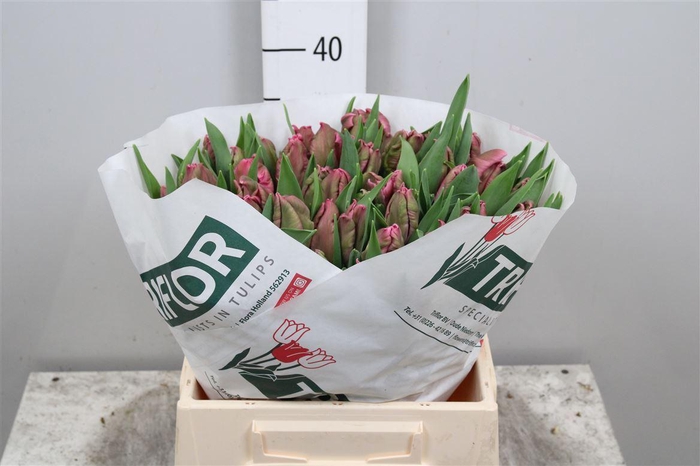 <h4>Tu Pa Marvel Parrot</h4>