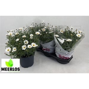 Arg Frutescens Bush