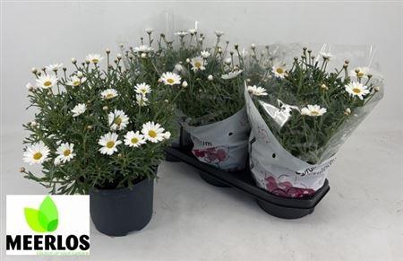 <h4>Arg Frutescens Bush</h4>