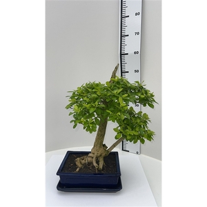 Duranta repens, pot 25cm, height 55cm, with driptray (single item)