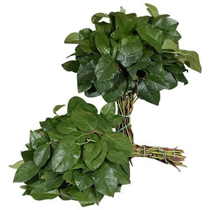 Salal Tip Pallet