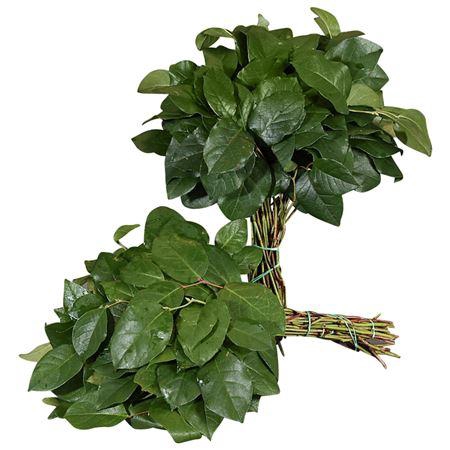<h4>Salal Tips Green Ocean</h4>