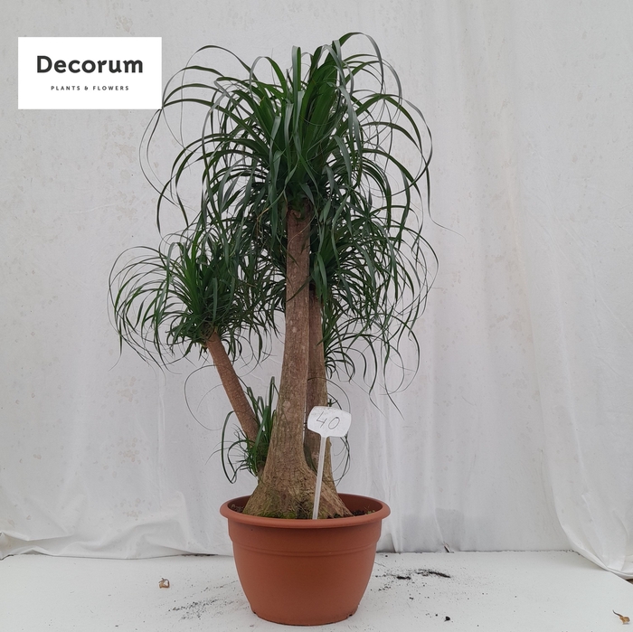 <h4>Beaucarnea vertakt op nummer 40</h4>