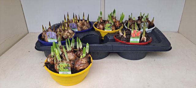 <h4>BULB MIX P16</h4>