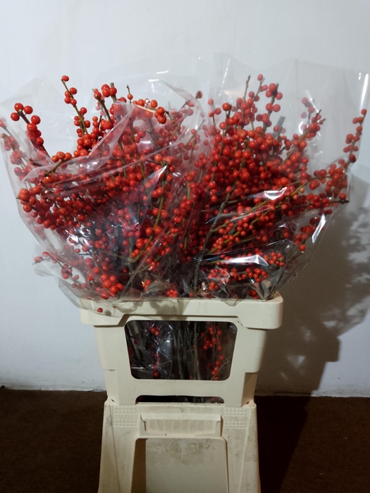 <h4>ILEX VE RODE BES</h4>