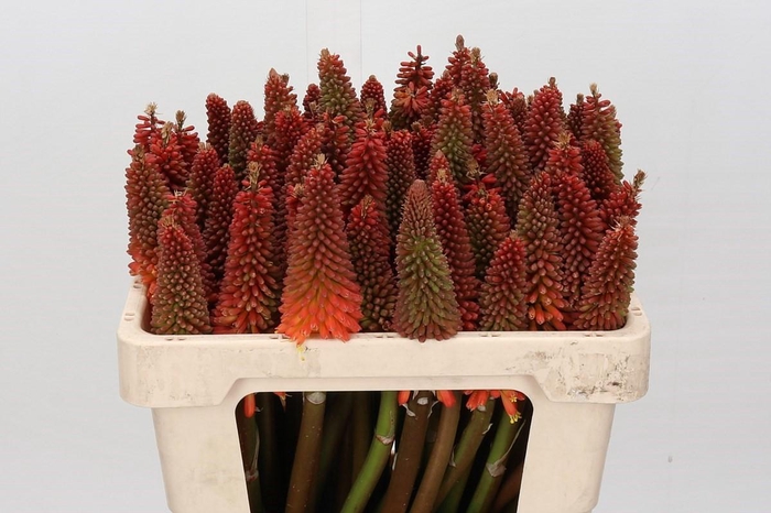 <h4>Kniphofia Alcazar</h4>