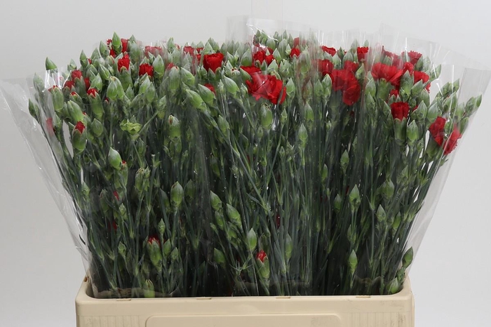 <h4>Dianthus Sp Pino</h4>