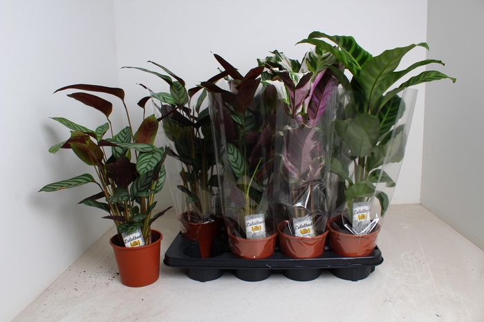 <h4>CALAT GEM 3 SRT</h4>