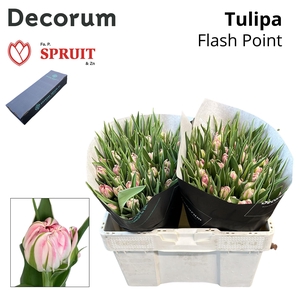 Tu Du Flash Point L Box 200