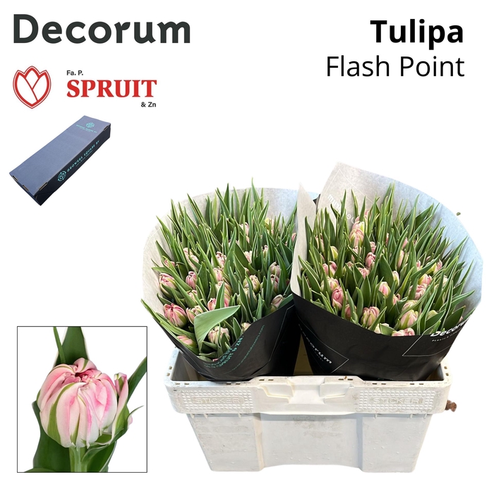 <h4>TU DU FLASH POINT S Box 50</h4>